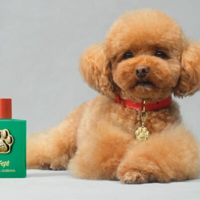 Dolce & Gabbana Fefe For Dogs 100Ml fragancia para hombre